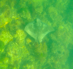 Myliobatis tenuicaudatus