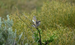 Gavicalis virescens