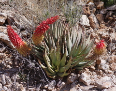 Aloe claviflora