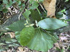 Achyranthes