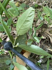 Achyranthes