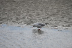 Chroicocephalus novaehollandiae