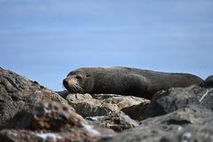 Arctocephalus forsteri