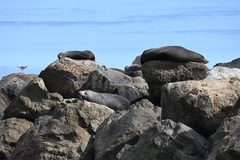 Arctocephalus forsteri