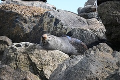 Arctocephalus forsteri