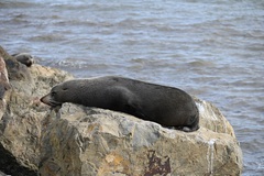 Arctocephalus forsteri