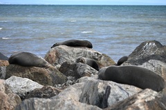Arctocephalus forsteri