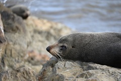 Arctocephalus forsteri