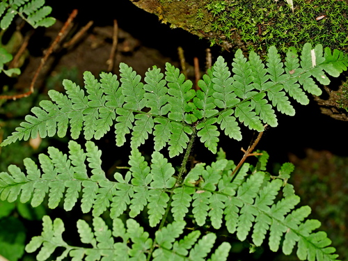 Scaly Wood Fern (Dryopteris squamiseta)