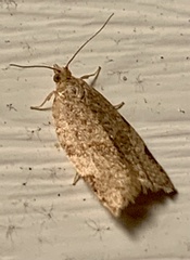 Clepsis virescana