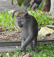Macaca fascicularis
