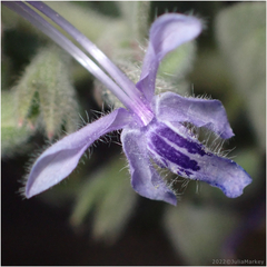 Trichostema lanceolatum