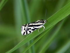 Acontia trabealis