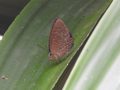 Arhopala