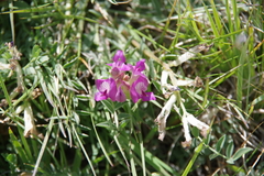 Astragalus argophyllus