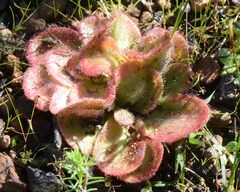 Drosera collina