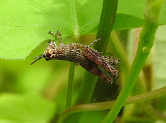 Xenocatantops humilis