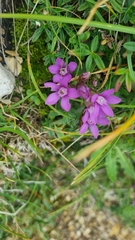 Gentianella germanica