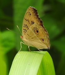 Junonia almana