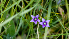 Gentianella azurea