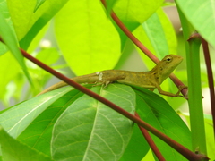Calotes versicolor