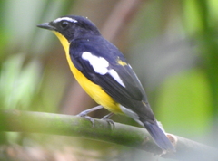 Ficedula zanthopygia