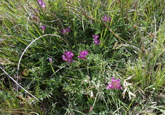 Astragalus argophyllus