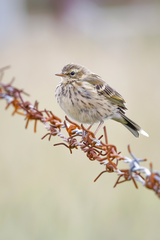 Anthus roseatus
