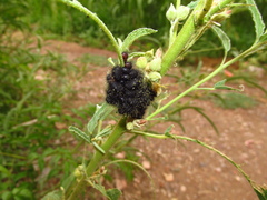 Calligrapha serpentina