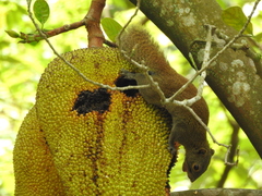 Callosciurus caniceps