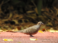 Geopelia striata