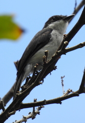 Hemipus hirundinaceus