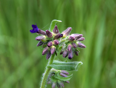 Anchusa hybrida