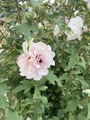 Hibiscus syriacus