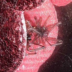 Steatoda grossa