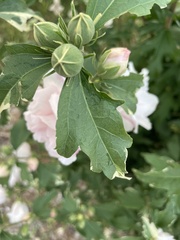 Hibiscus syriacus