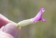 Astragalus argophyllus
