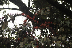 Loranthaceae