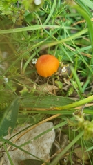 Hygrocybe