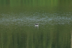 Hydrocoloeus minutus