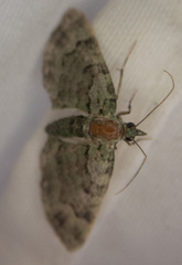 Pasiphila rectangulata