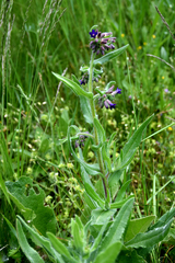Anchusa hybrida