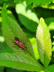 Dysdercus cingulatus