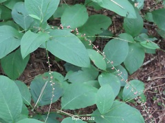 Persicaria filiformis