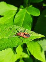 Dysdercus cingulatus
