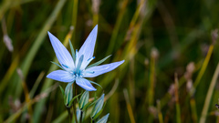 Lomatogonium rotatum