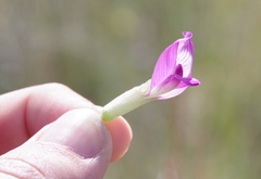 Astragalus argophyllus