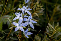 Lomatogonium rotatum