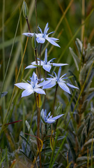 Lomatogonium rotatum