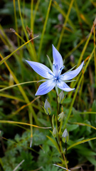 Lomatogonium rotatum